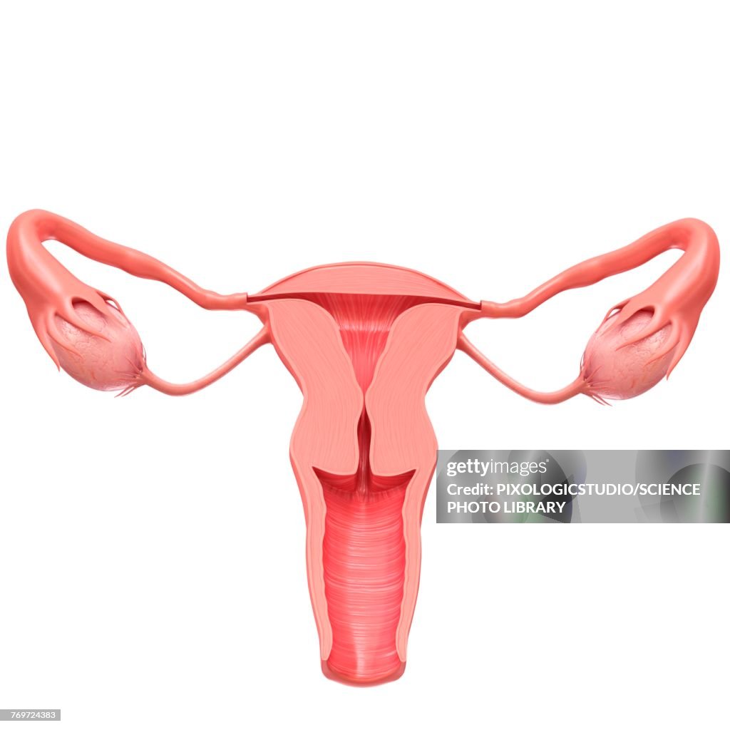Female reproductive system, illustration