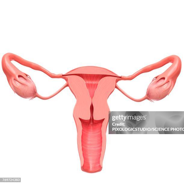 bildbanksillustrationer, clip art samt tecknat material och ikoner med female reproductive system, illustration - äggledare