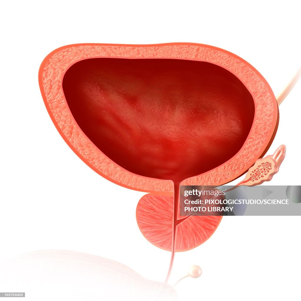 Prostate Map Bladder Male Bladder And Prostate Gland Illustration High-Res Vector Graphic ...