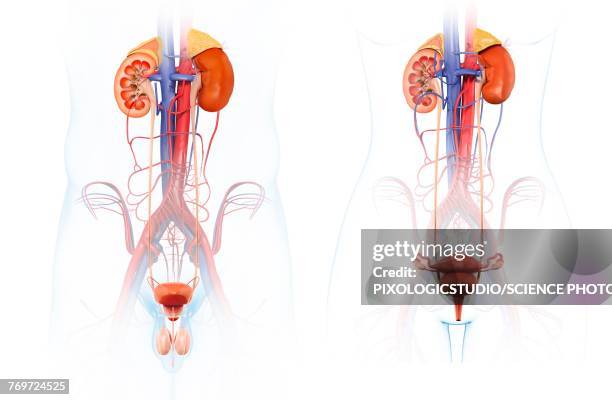 male and female urinary systems, illustration - urinary system点のイラスト素材／クリップアート素材／マンガ素材／アイコン素材