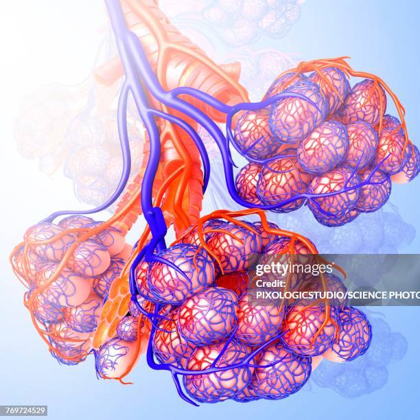 alveoli and capillaries, illustration - bronchialbaum stock-grafiken, -clipart, -cartoons und -symbole