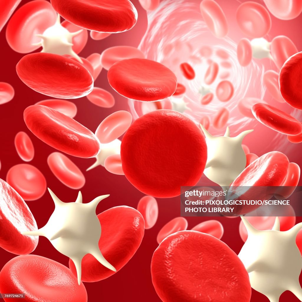 Red And White Blood Cells Illustration High Biology Diagrams