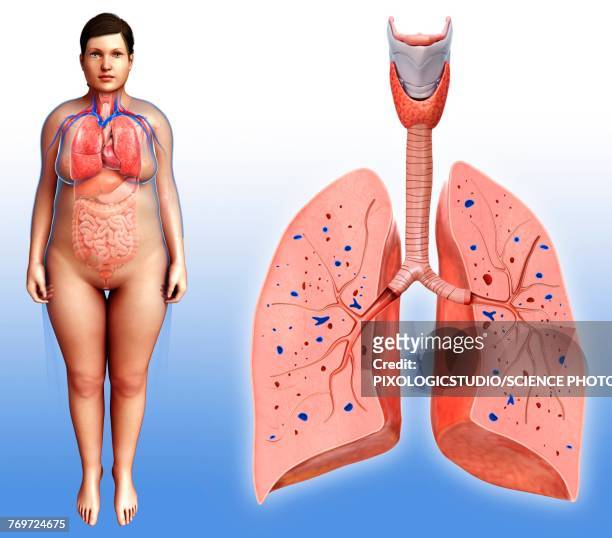 female lung anatomy, illustration - bronchien stock-grafiken, -clipart, -cartoons und -symbole