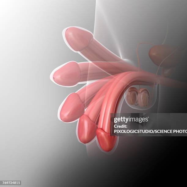 male penis erection, illustration - phallic stock illustrations