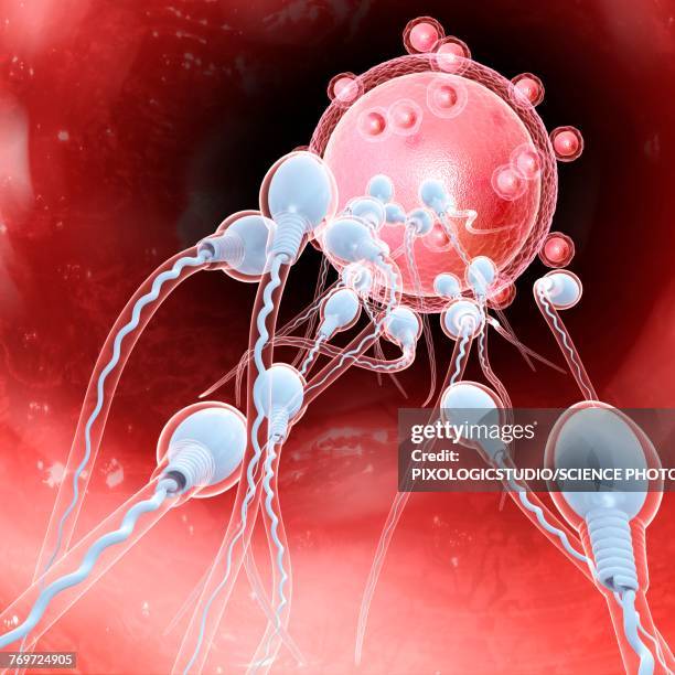 Copulation In Humans Diagram 105 Reproductive System Male Female High Res Illustrations - Getty Images