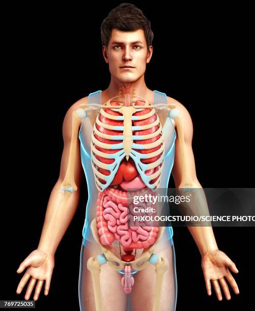 bildbanksillustrationer, clip art samt tecknat material och ikoner med male skeletal system and body organs, illustration - rib cage