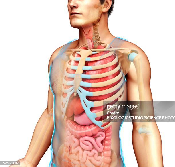 male skeletal system and body organs, illustration - respiratory system stock-grafiken, -clipart, -cartoons und -symbole