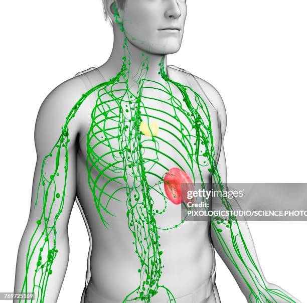 male lymphatic system, illustration - lymphsystem stock-grafiken, -clipart, -cartoons und -symbole