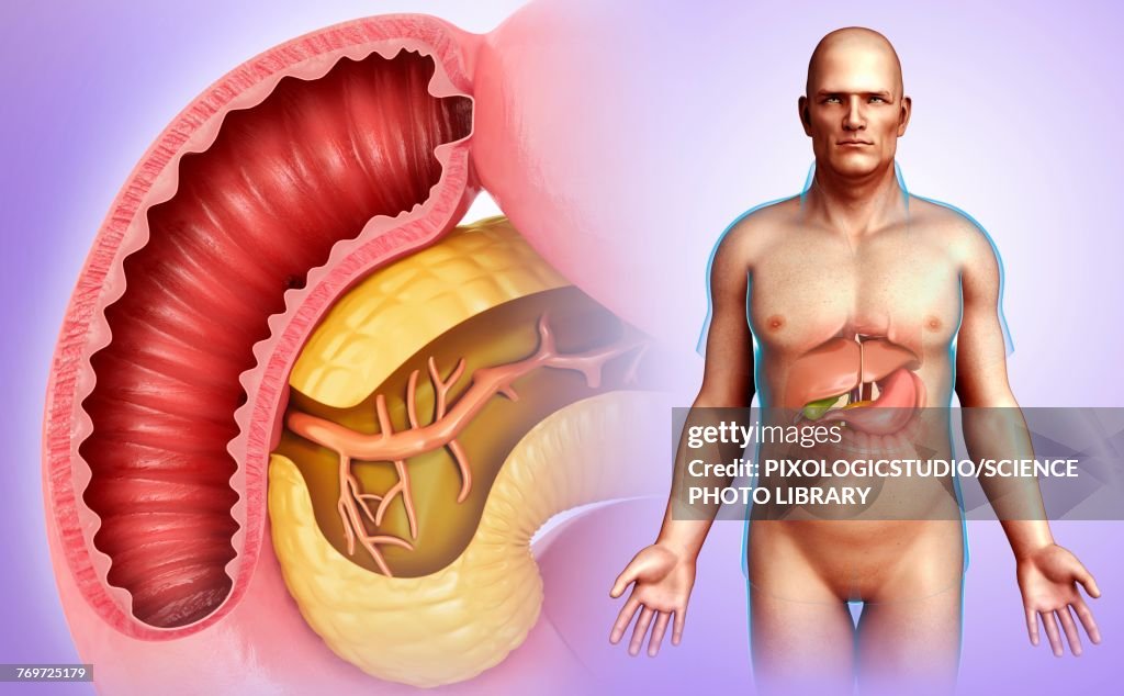 Male pancreas and duodenum, illustration