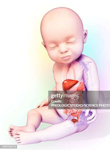 stockillustraties, clipart, cartoons en iconen met babys digestive system, illustration - biomedische illustratie