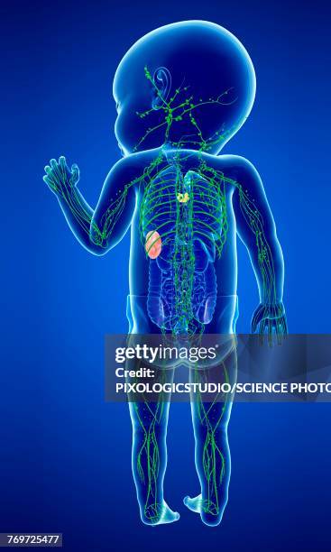 babys lymphatic system, illustration - biomedical illustration baby stock illustrations