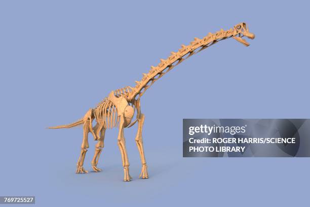 bildbanksillustrationer, clip art samt tecknat material och ikoner med brachiosaurus skeleton, illustration - brachiosaurus