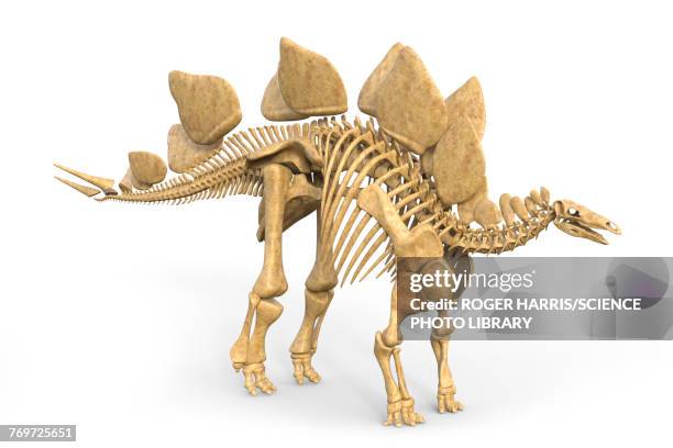 stegosaurus dinosaur skeleton, illustration - stegosaurus stock-grafiken, -clipart, -cartoons und -symbole