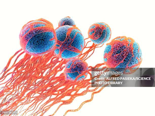ilustraciones, imágenes clip art, dibujos animados e iconos de stock de cancer cells, illustration - melanocito