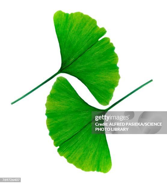 leafs of ginkgo biloba - ginkgo stock pictures, royalty-free photos & images