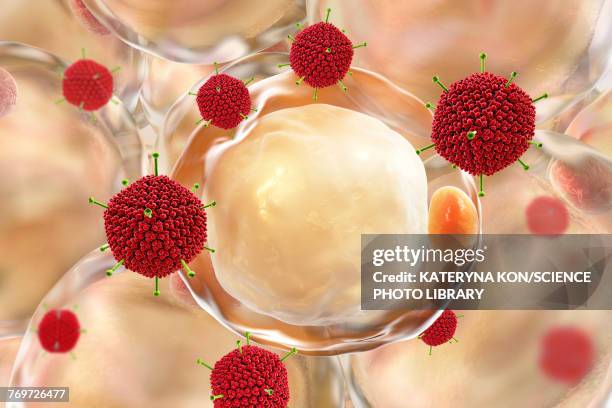 adenovirus ad-36 and fat cells, illustration - adenovirus stock-grafiken, -clipart, -cartoons und -symbole