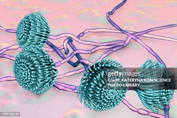 stockillustraties, clipart, cartoons en iconen met aspergillus, illustration - conidiophore