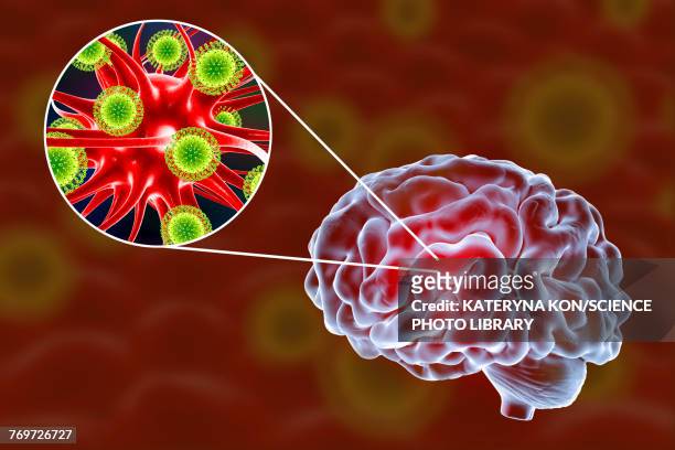 viral encephalitis, illustration - arthropod borne viruses stock illustrations