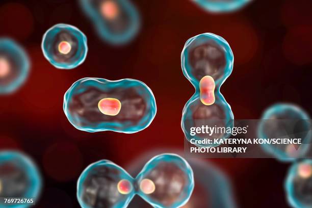 nuclear division, illustration - cytokinesis 幅插畫檔、美工圖案、卡通及圖標