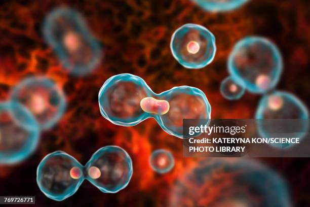 nuclear division, illustration - cell division stock illustrations