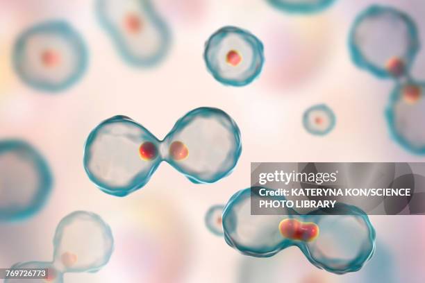 nuclear division, illustration - mitosis 幅插畫檔、美工圖案、卡通及圖標