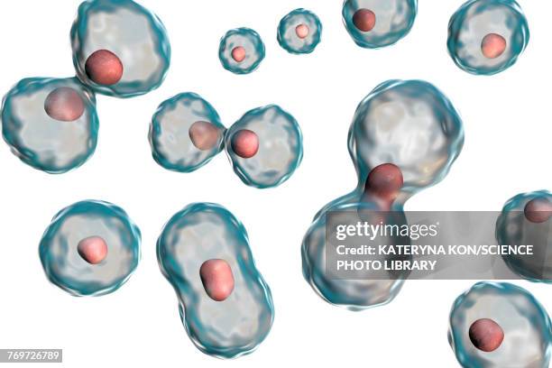 nuclear division, illustration - cytokinesis stock illustrations