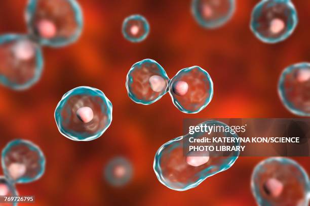 nuclear division, illustration - cytokinesis stock illustrations