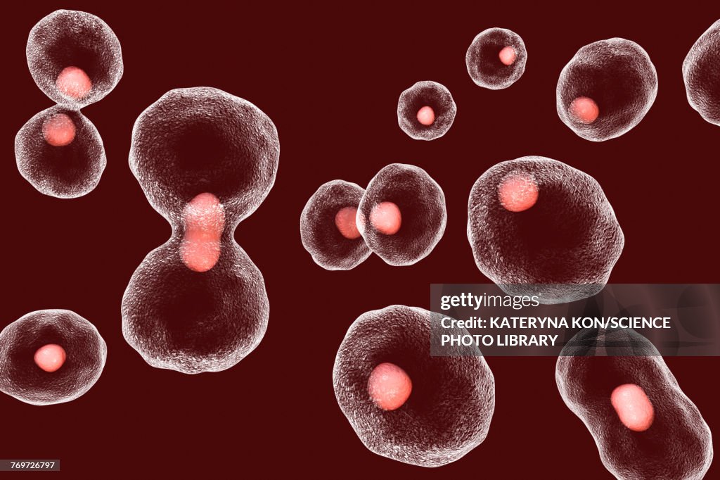 Telomere shortening, conceptual illustration
