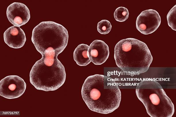 telomere shortening, conceptual illustration - nucleus 幅插畫檔、美工圖案、卡通及圖標