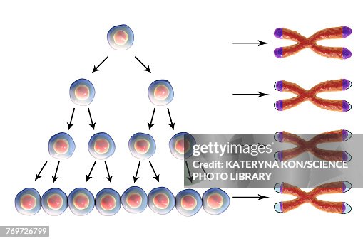 Telomere shortening, conceptual illustration Telomere shortening, conceptual illustration