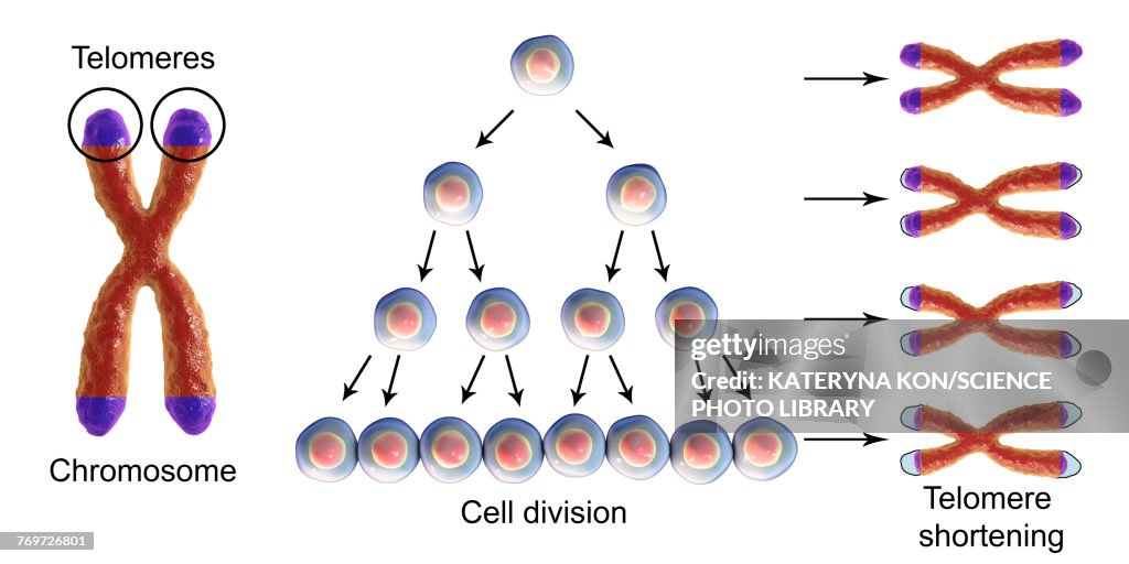 Nuclear division, illustration