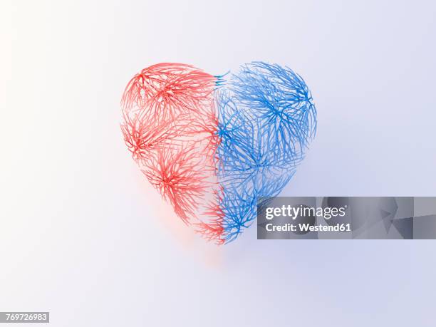 heart with red and blue veins - vascular plants stock illustrations