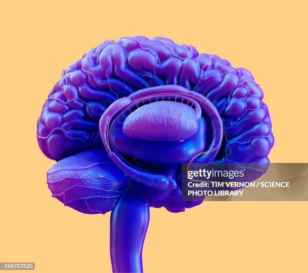brain olfactory bulb, illustration - olfactory bulb stock illustrations