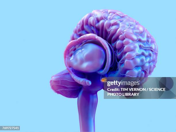 brain pituitary gland, illustration - pituitary gland stock illustrations