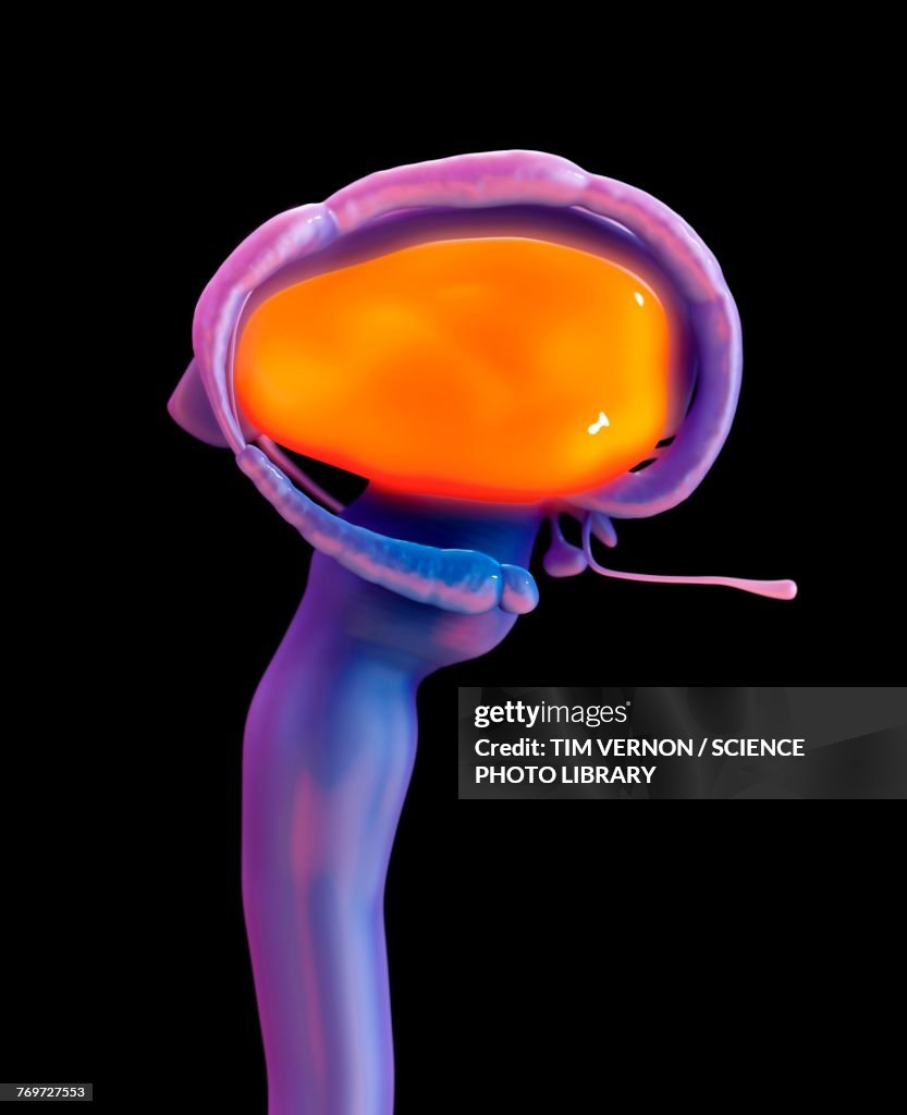 Brain thalamus, illustration