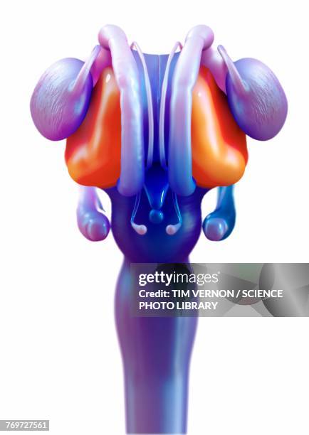 stockillustraties, clipart, cartoons en iconen met brain thalamus, illustration - thalamus