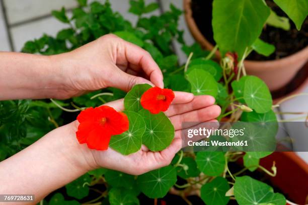 nasturtium - nasturtium fotografías e imágenes de stock