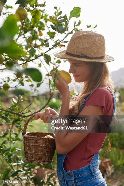 young woman smelling a picked lemon - lemon tree stock pictures, royalty-free photos & images