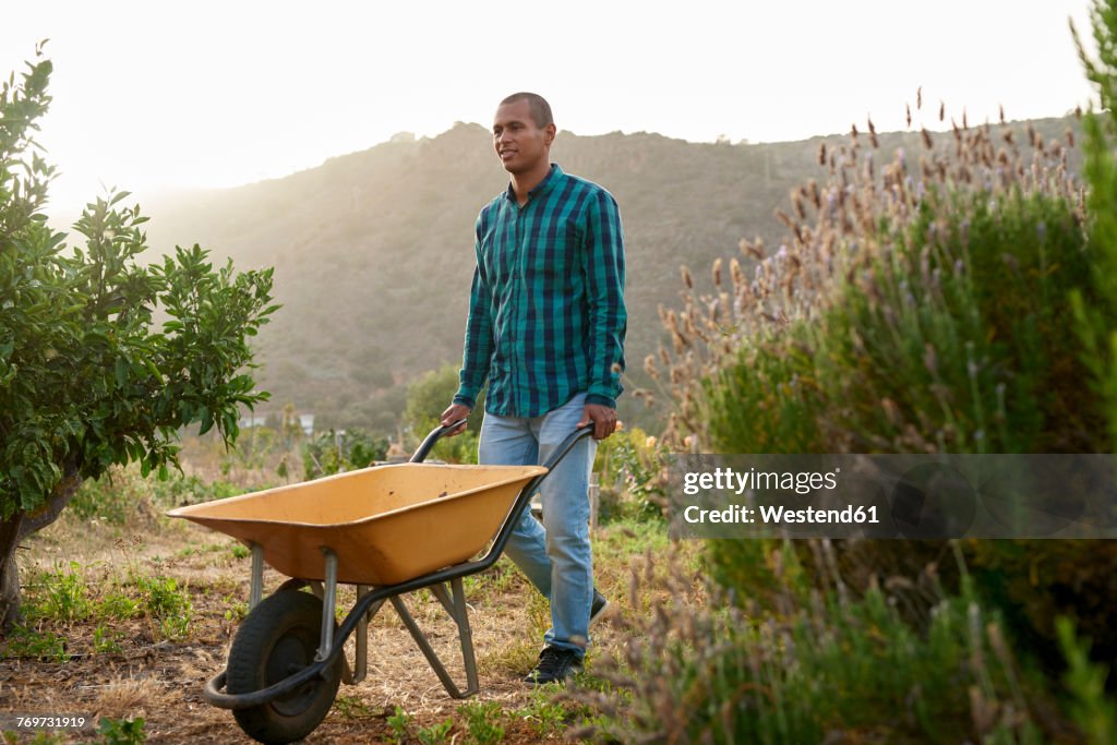 Young farmer pushing a wheelbarr