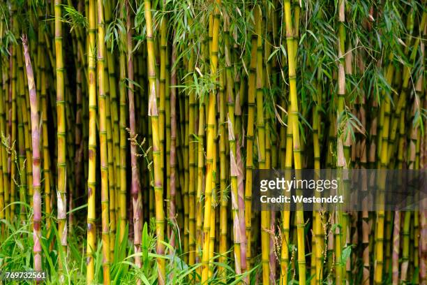 bamboo forest - bamboo plant stockfoto's en -beelden