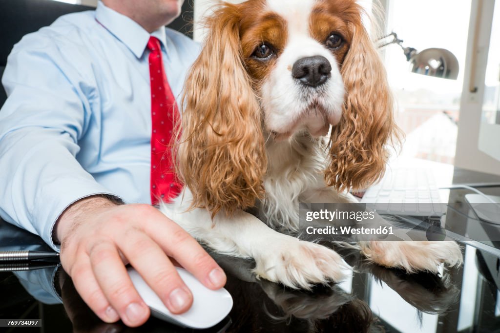 Businessman sitting at desk working with dog on his lap