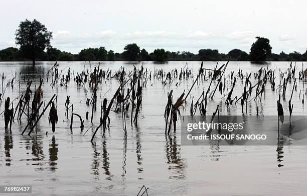 Fields of maize are flooded 23 September 2007 near the village of Nasia in northern Ghana after the Volta Blanc river overflowed due to recent heavy...