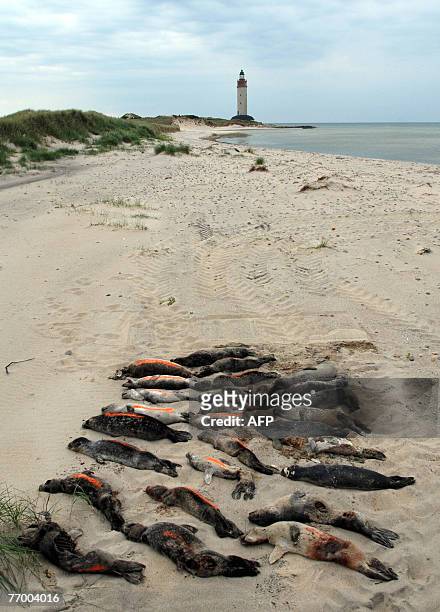 This picture taken 21 June 2007 at the island Anholt in Kattegat shows twenty-seven dead seals found on the beach. The seals were killed a mysterious...
