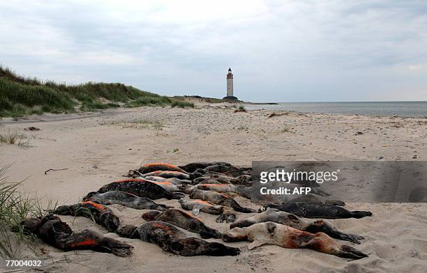 This picture taken 21 June 2007 at the island Anholt in Kattegat shows twenty-seven dead seals found on the beach. The seals were killed a mysterious...