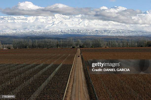 Catena Zapata vineyard's 150 hectares are planted primarily with Cabernet Sauvignon and Chardonnay, located at 940 meters above sea level in the high...