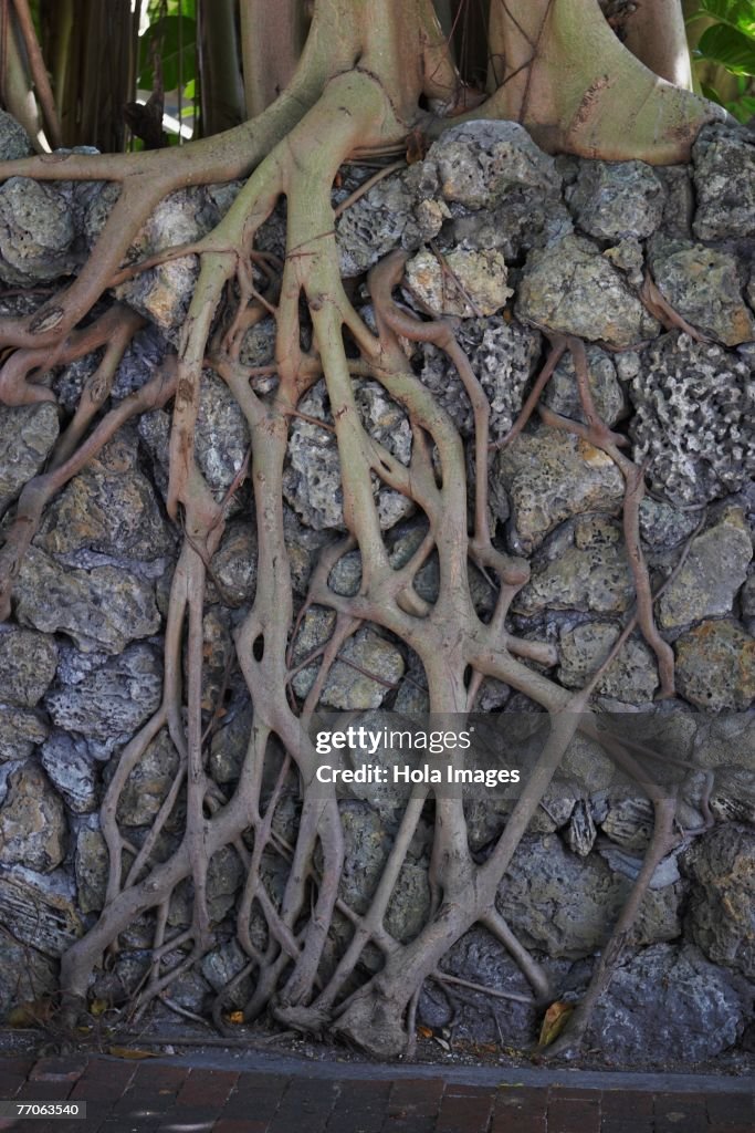 Tree Roots Growing Through Rock High-Res Stock Photo - Getty Images