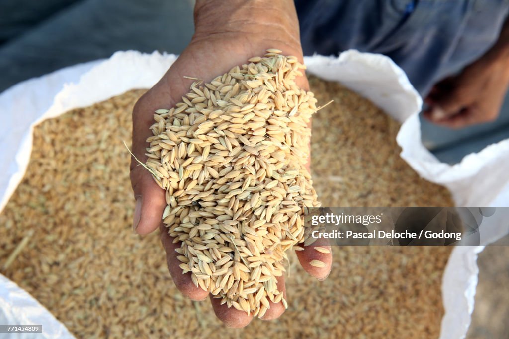 Harvesting rice grains in hand. Thay Ninh. Vietnam.