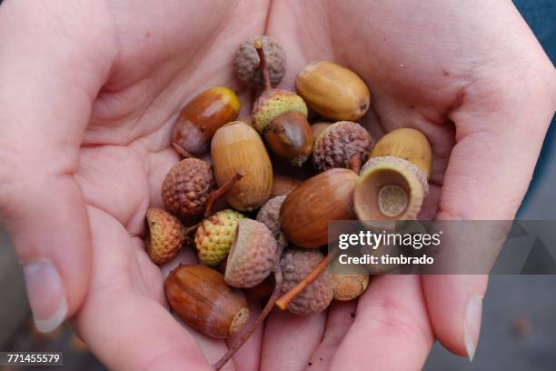 Acorn In Hand 446 Acorn Hand Stock Photos, High-Res Pictures, and Images - Getty Images