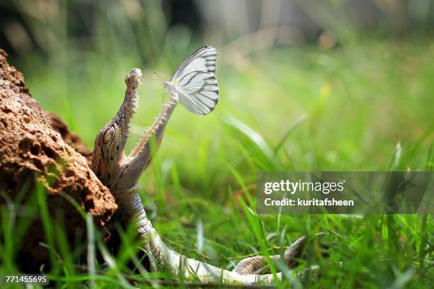 crocodile lying on its back with a butterfly on its mouth - different animals together stock-fotos und bilder