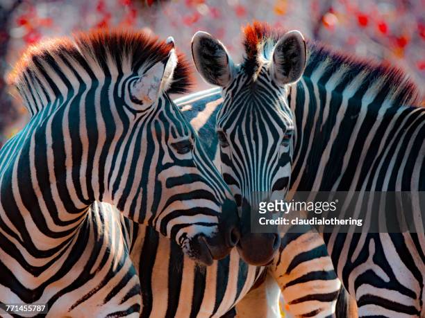 two zebra nuzzling, mpumalanga, south africa - しまうま ストックフォトと画像